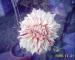 DEEPAK4XXX