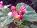 Vijaya