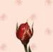 Love00