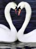 Lovebird