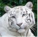  Prakash_shilpi