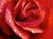 Redrose